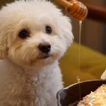 Can Dogs Have Honey