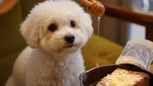 Can Dogs Have Honey
