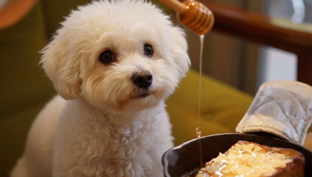 Can Dogs Have Honey