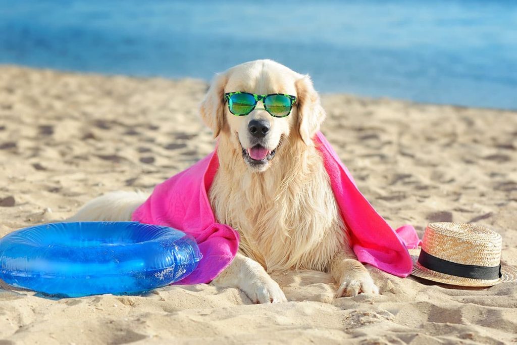 Dog Friendly Beaches Near Me