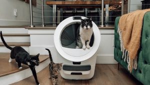 Litter Box